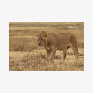 2 Days Tarangire and Ngorongoro Group Camping Safari, Family of 4
