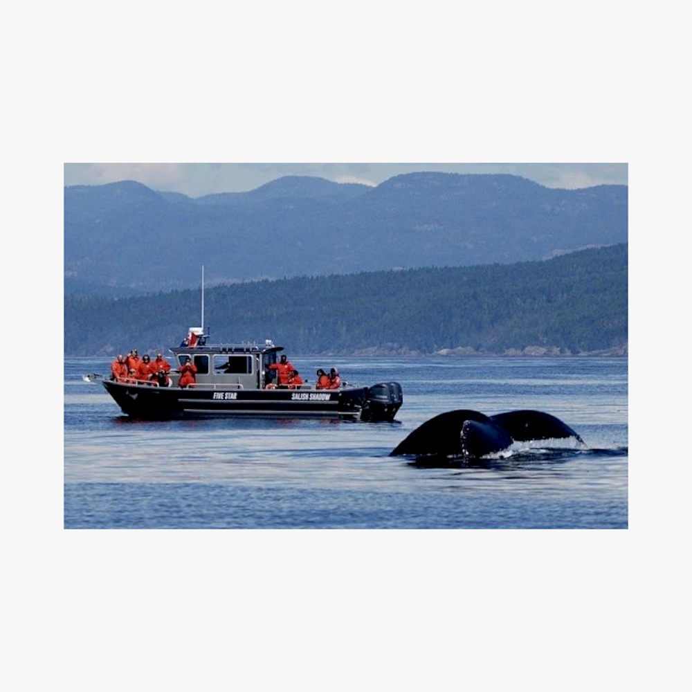 Wildlife-Whale-Watching-Mendenhall-Glacier-Photoroom